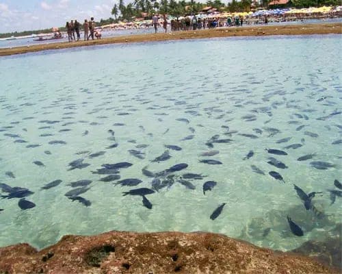 Peces en el agua transparente de una piscina natural de Porto de Galinhas, con la playa llena al fondo
