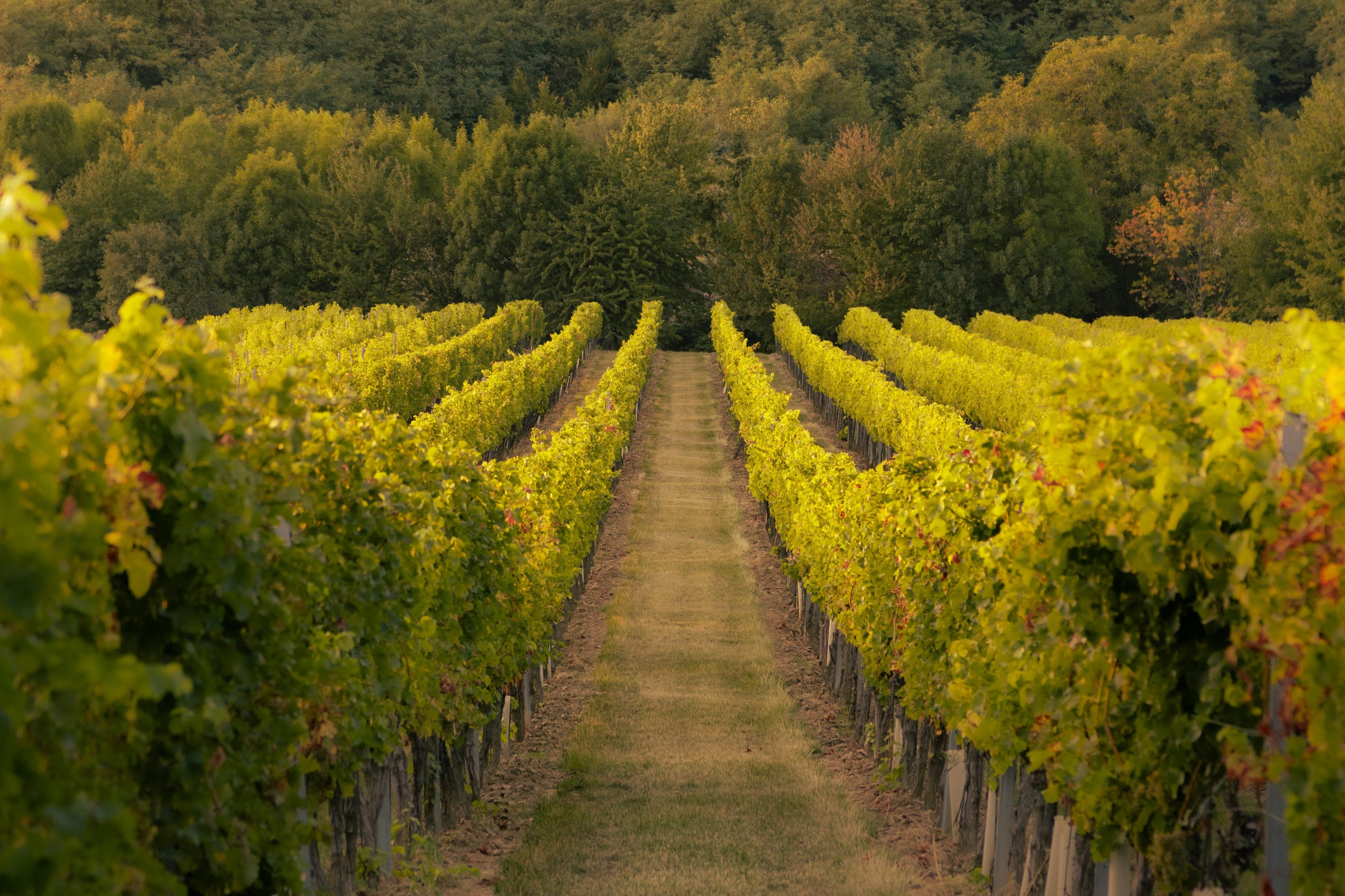 Pasillo de pasto entre dos hileras de vides, con postes de alambre y un monte de árboles al fondo