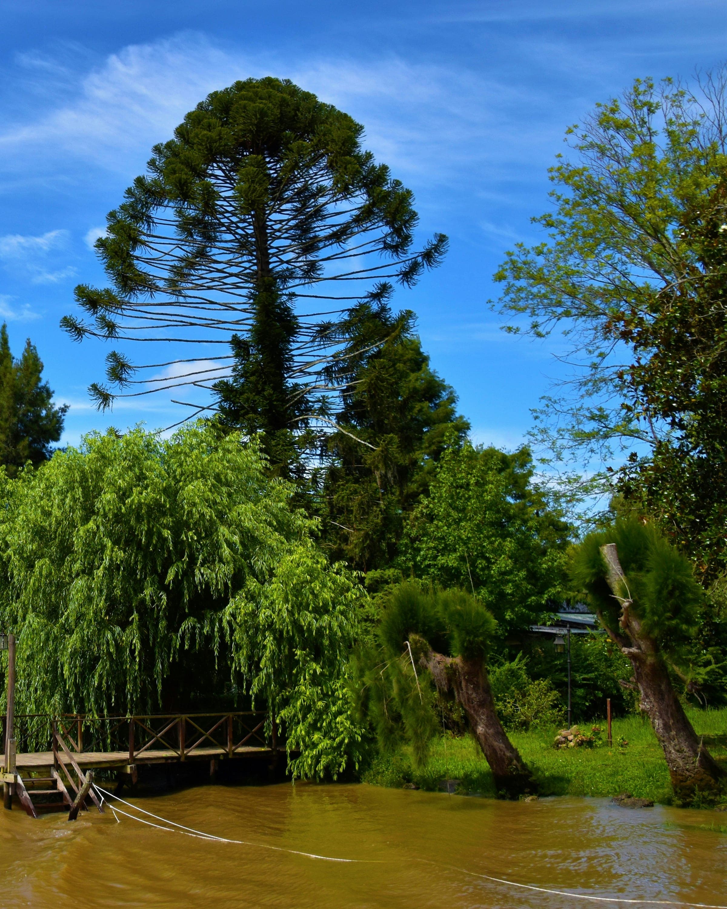 Muelle de madera con escalera sobre el río, entre sauces y una araucaria, en el Delta del Tigre
